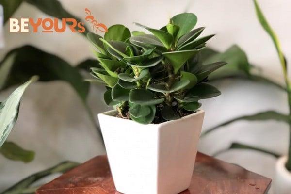 Cây Cảnh Trong Nhà Hợp Mệnh Thổ Theo Phong Thuỷ Tốt Cho Gia Chủ