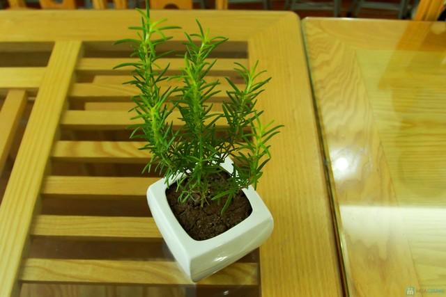 cây hương thảo là gì2