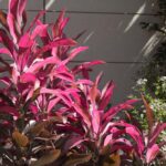 Thần dược cây huyết dụ - giải pháp cho người bị bệnh máu - Medlatec