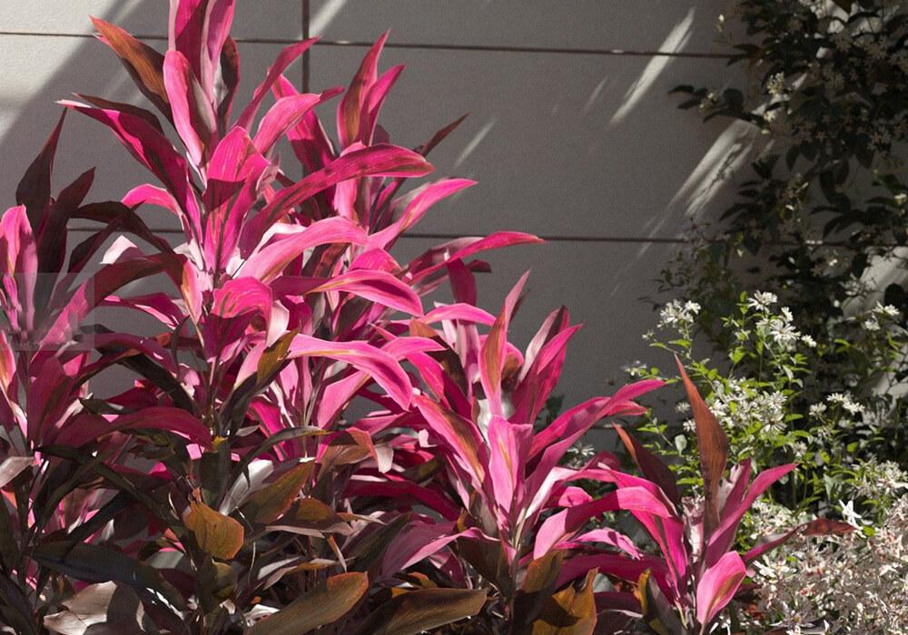 Thần dược cây huyết dụ - giải pháp cho người bị bệnh máu - Medlatec