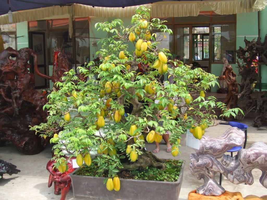 Bán Cây Khế Cảnh Đẹp Dáng Bonsai Giá Rẻ - Thế Giới Cây Và Hoa