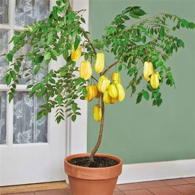 Cây khế kiểng mini đẹp