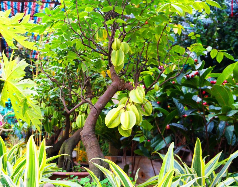 Cây khế kiểng mini đẹp