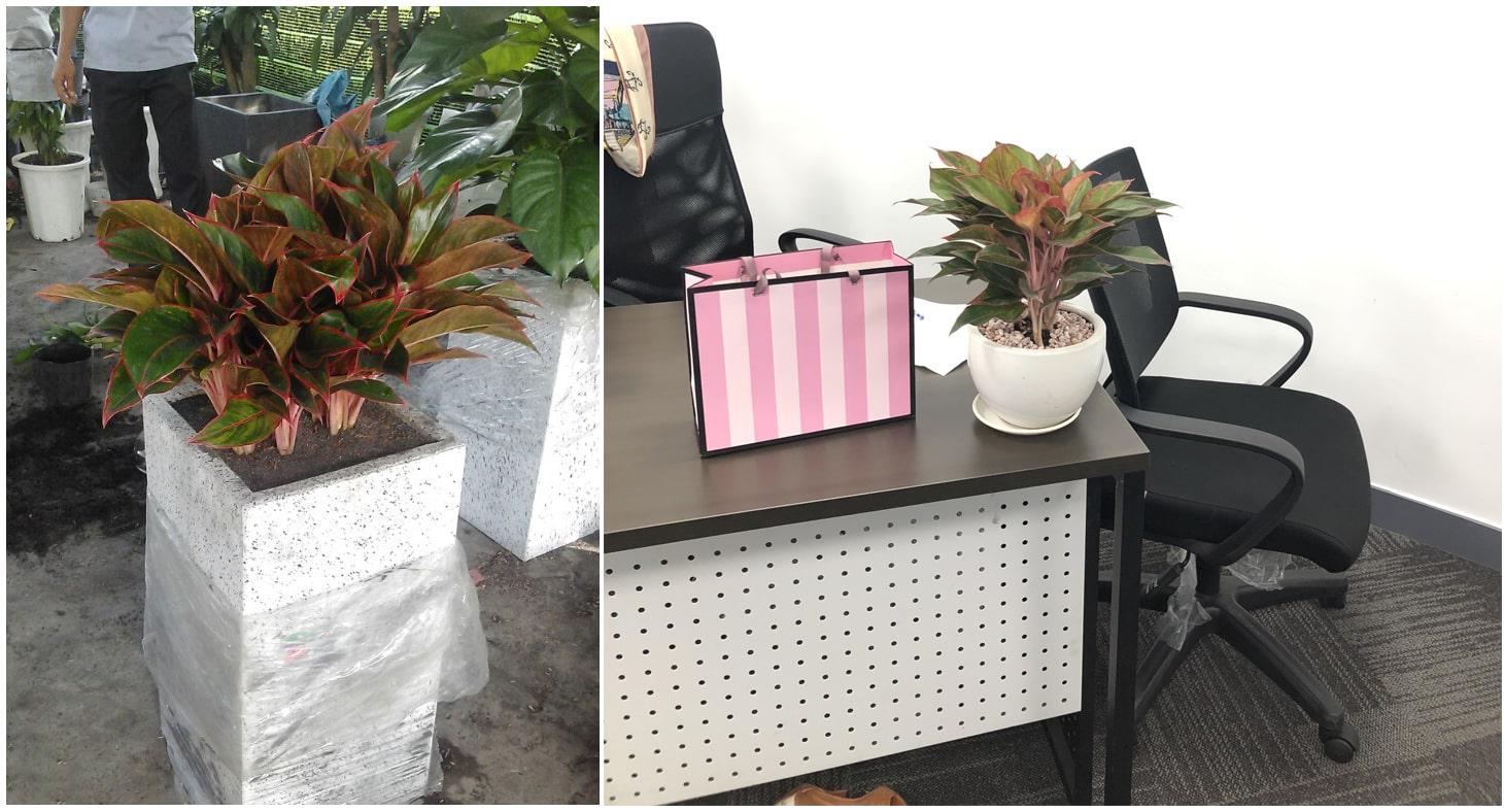 Chậu Cây Ngũ Gia Bì