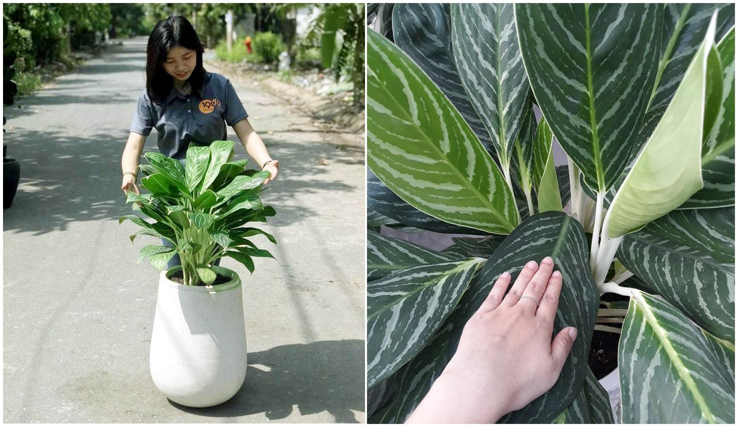 Cây Vạn Lộc Phong Thủy