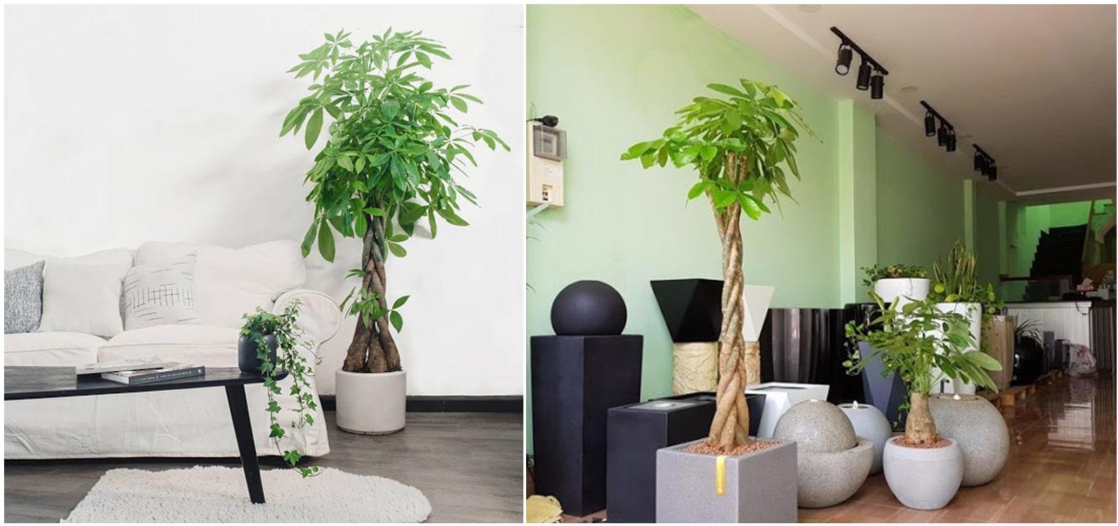 Chậu Cây Thiết Mộc Lan
