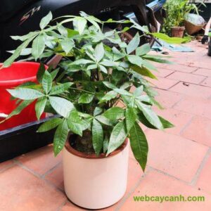 Đặc điểm hoa và quả của cây Kim Ngân - Ý nghĩa trong phong thuỷ