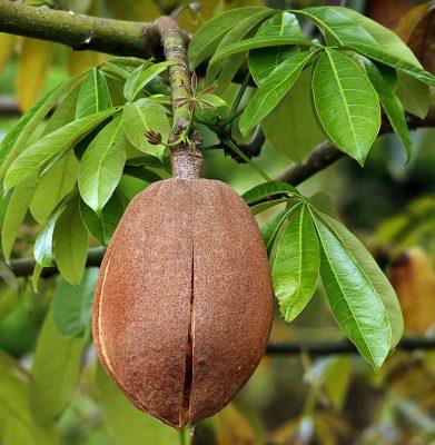 quả của cây kim ngân