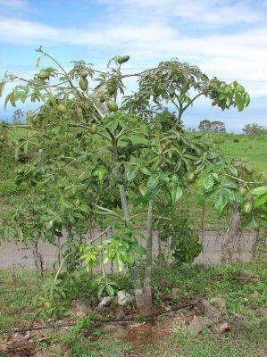 quả của cây Kim Ngân