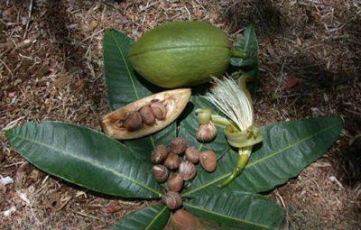 hoa và quả của cây Kim Ngân