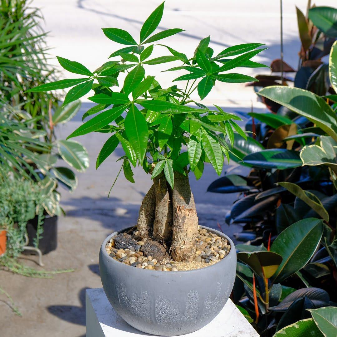 Cây kim ngân là loại cây mang ý nghĩa phong thủy