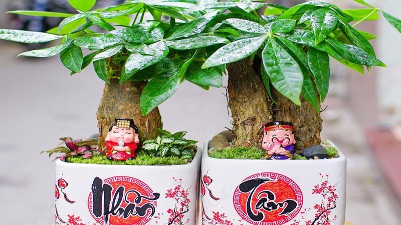 Cây kim ngân là loại cây hành Mộc