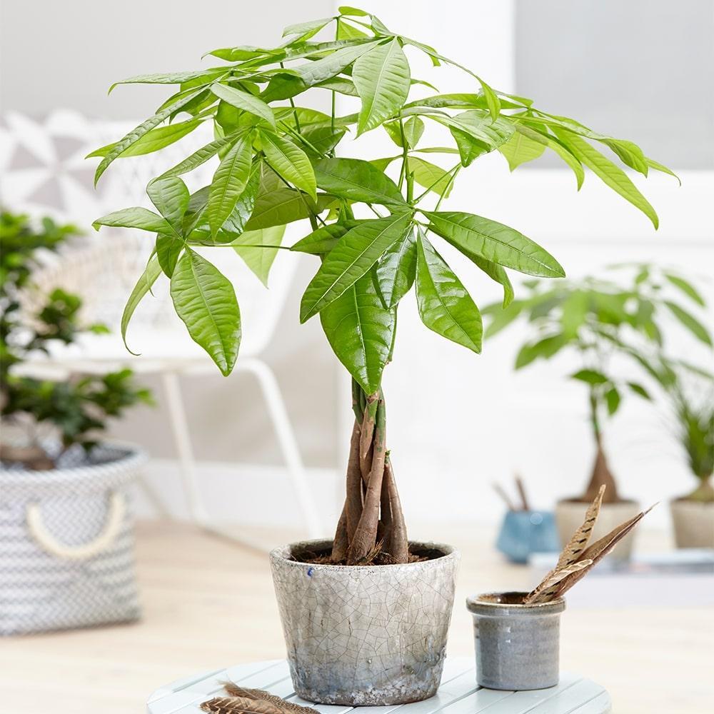 Cây kim ngân cảnh