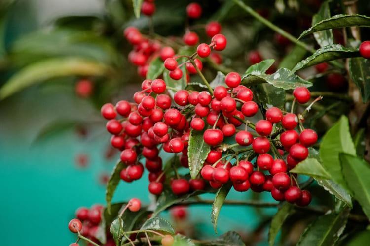 Quả cây kim ngân ngoài tự nhiên
