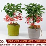 Cây Kim Ngân Lượng Có Độc Không? Cách Chăm Sóc?