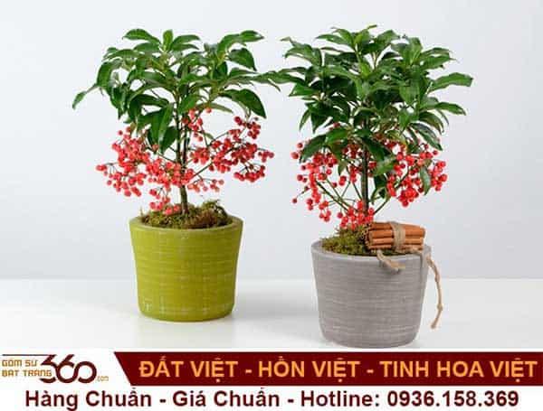 Cây Kim Ngân Lượng Có Độc Không? Cách Chăm Sóc?