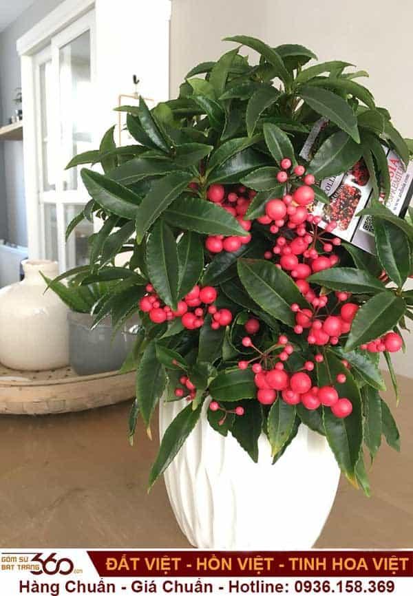 cay-kim-ngan-luong-co-tac-dung-gi