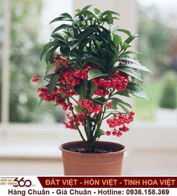 cach-cham-soc-cay-kim-ngan-luong