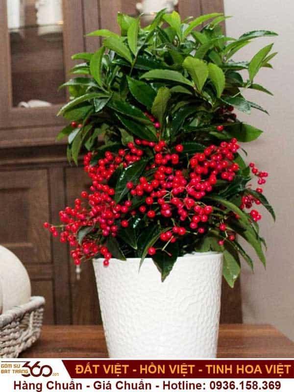 cay-kim-ngan-duoc-de-trong-nha