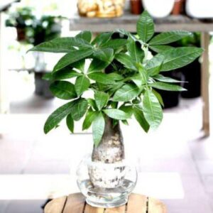 Cách trồng và chăm sóc cây kim ngân thủy sinh đơn giản - Sfarm