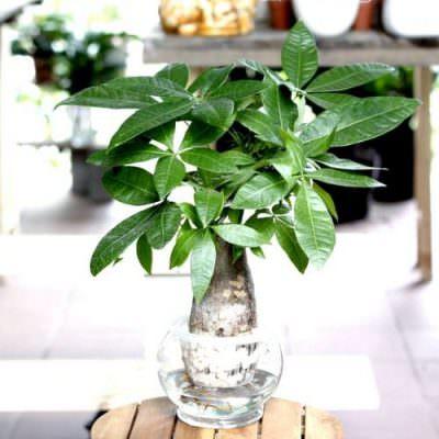 Cách trồng và chăm sóc cây kim ngân thủy sinh đơn giản - Sfarm