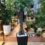 Cây kim ngân xoắn - Ý nghĩa phong thuỷ và những điều ít người biết