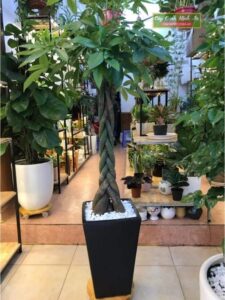 Cây kim ngân xoắn - Ý nghĩa phong thuỷ và những điều ít người biết