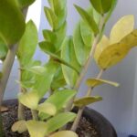 Cây Kim Tiền Bị Vàng Lá