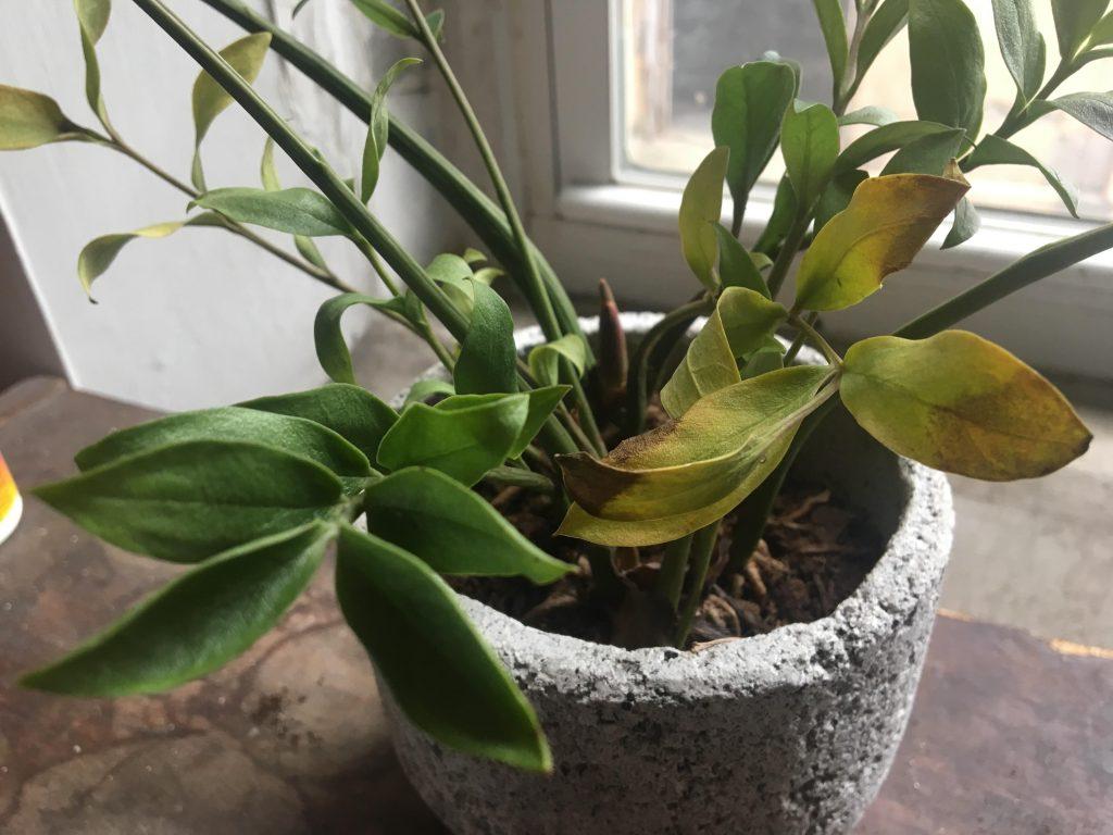 cây kim tiền vàng lá do già