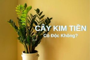 Cây Kim Tiền Có Độc Không? Cách Xử Lý Khi Lỡ Nhai Lá Kim Tiền
