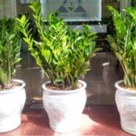 Muốn cây Kim tiền đâm chồi nảy lộc đừng chỉ tưới nước - Bao phu nu