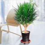 Đặc điểm Cây Phát Tài Núi và ý nghĩa - WebCayCanh