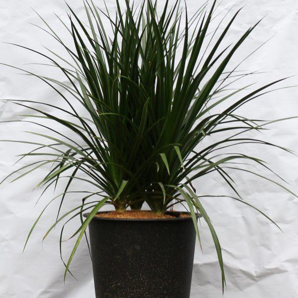 dac-diem-cay-phat-tai-nui-va-y-nghia