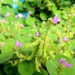 Kinh nghiệm điều trị bệnh sỏi thận bằng kim tiền thảo | Medlatec