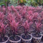 Bán Các loại Cây Lá Màu giá rẻ _ Thi công thảm công trình tuyệt đẹp