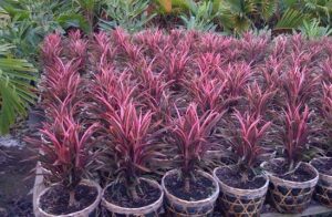 Bán Các loại Cây Lá Màu giá rẻ _ Thi công thảm công trình tuyệt đẹp