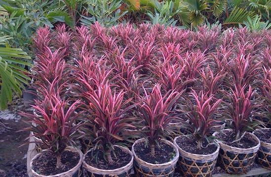 Bán Các loại Cây Lá Màu giá rẻ _ Thi công thảm công trình tuyệt đẹp