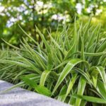 Cây lan chi - cây phong thủy may mắn siêu dễ trồng