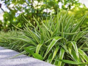 Cây lan chi - cây phong thủy may mắn siêu dễ trồng