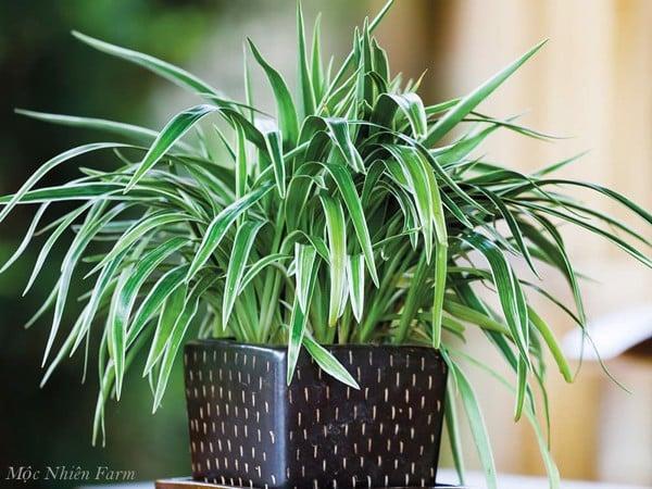 Trồng cây lan chi để trang trí không gian sống bên trong và ngoài nhà.