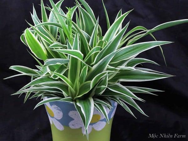 Đây cũng là một món quà tặng ý nghĩa.