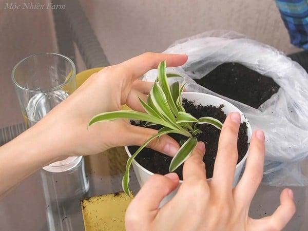 Tách gốc lan chi để trồng thành cây mới.