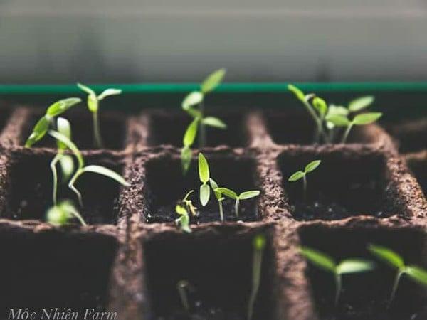 Nhân giống bằng hạt.