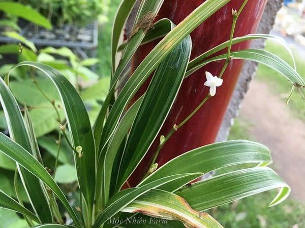 Trồng lan chi để trang trí và thanh lọc không gian.