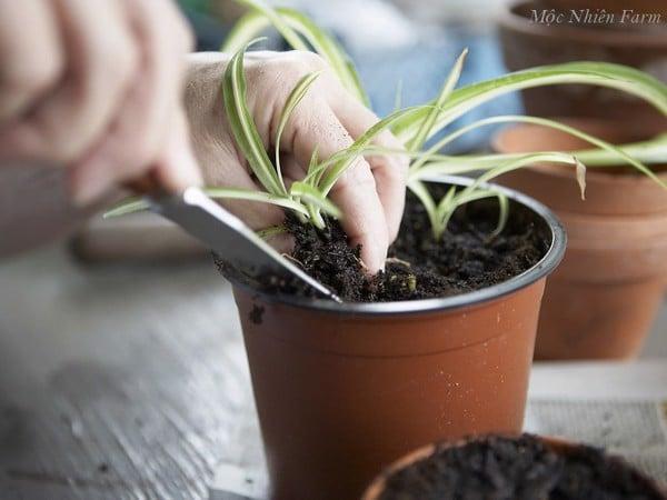 Giá thể thoáng sẽ không làm cây bị úng rễ.