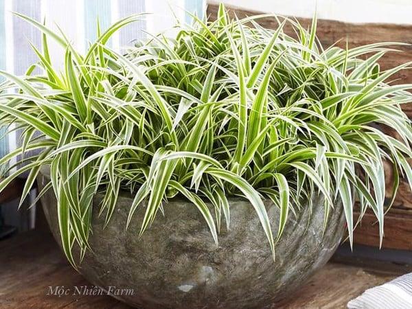 Lan chi có khả năng thích nghi nhiệt độ khá tốt.