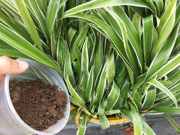 Không cần bón phân thường xuyên nhưng nên sử dụng phân bón hữu cơ.