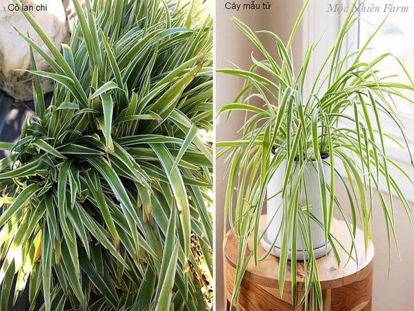 Phân biệt cây lan chi và cây mẫu tử.