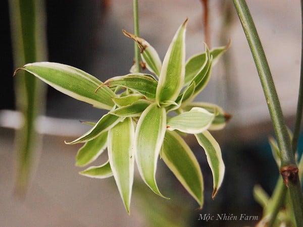 Phần vòi hoa của cây mẫu tử sẽ phát triển thành cây con ngay khi gặp đất ẩm.