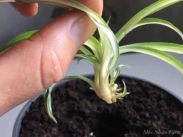 Phần vòi hoa của cây mẫu tử sẽ phát triển thành cây con ngay khi gặp đất ẩm.